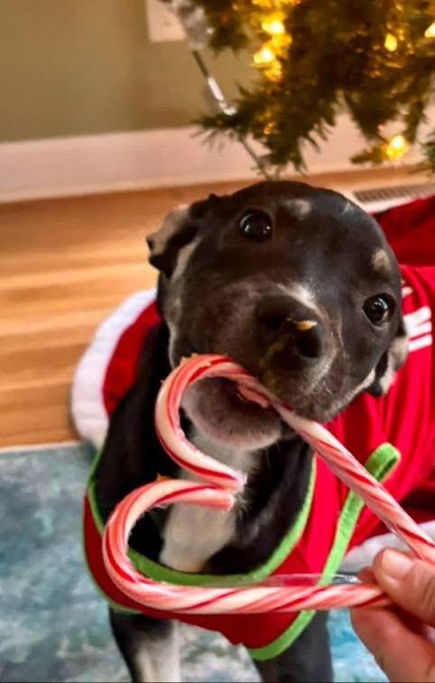 Petrie, Adoptable, Puppy Male Pit Bull Terrier.