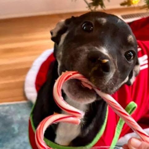 Petrie, a Adoptable mixed breed in Ayden, NC image 2/4