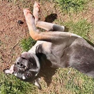 Petrie, Adoptable, Young Male Pit Bull Terrier.