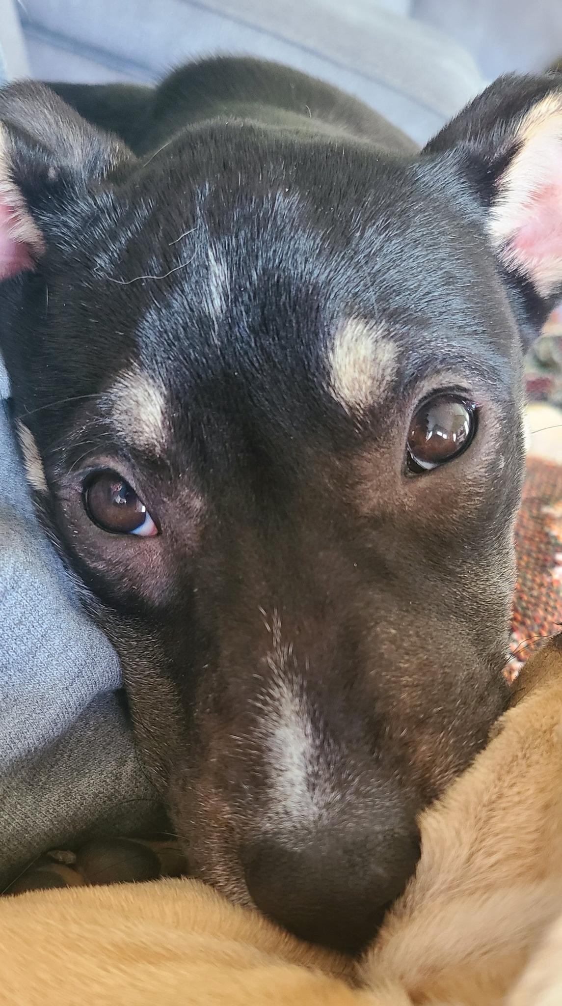 Enlarge Petrie, a Adoptable mixed breed in Ayden, NC image 4/4