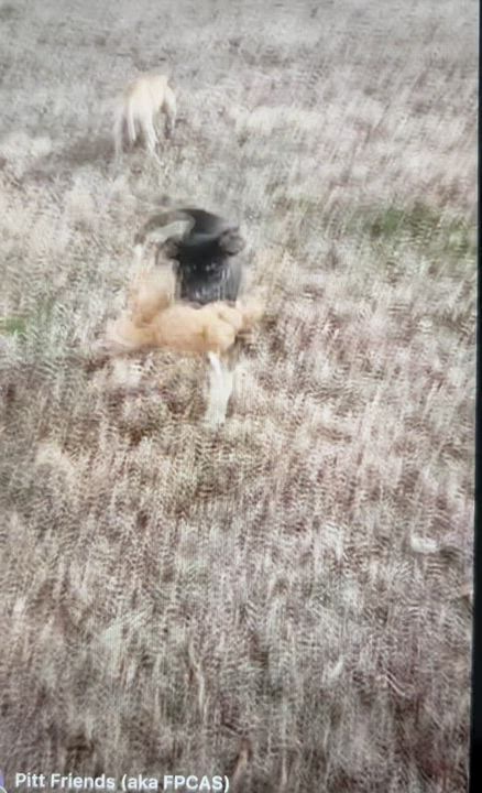 Enlarge Petrie, a Adoptable mixed breed in Ayden, NC video 2/4