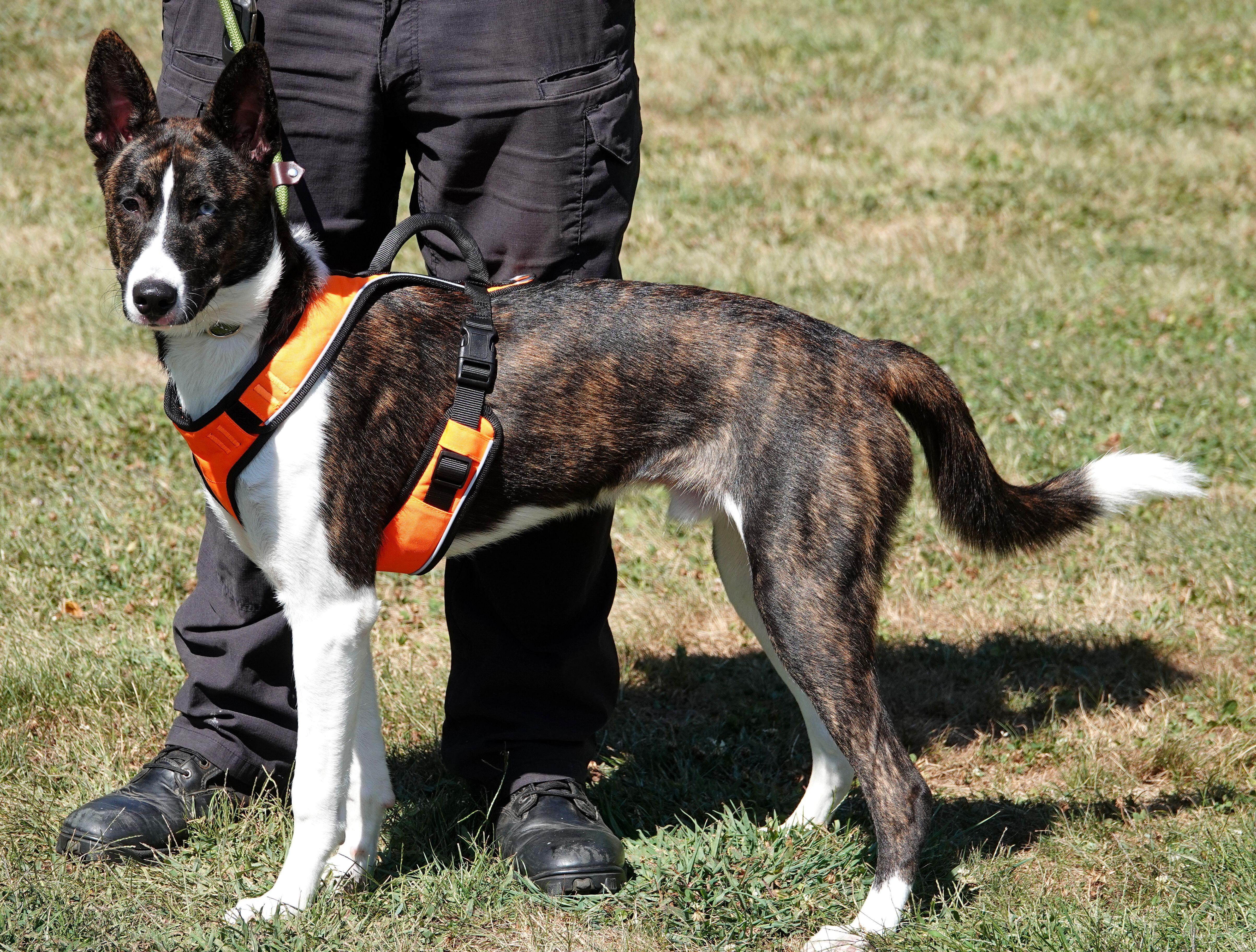 Roscoe - ADOPTED, an adopted mixed breed in Millfield, OH image 2/3