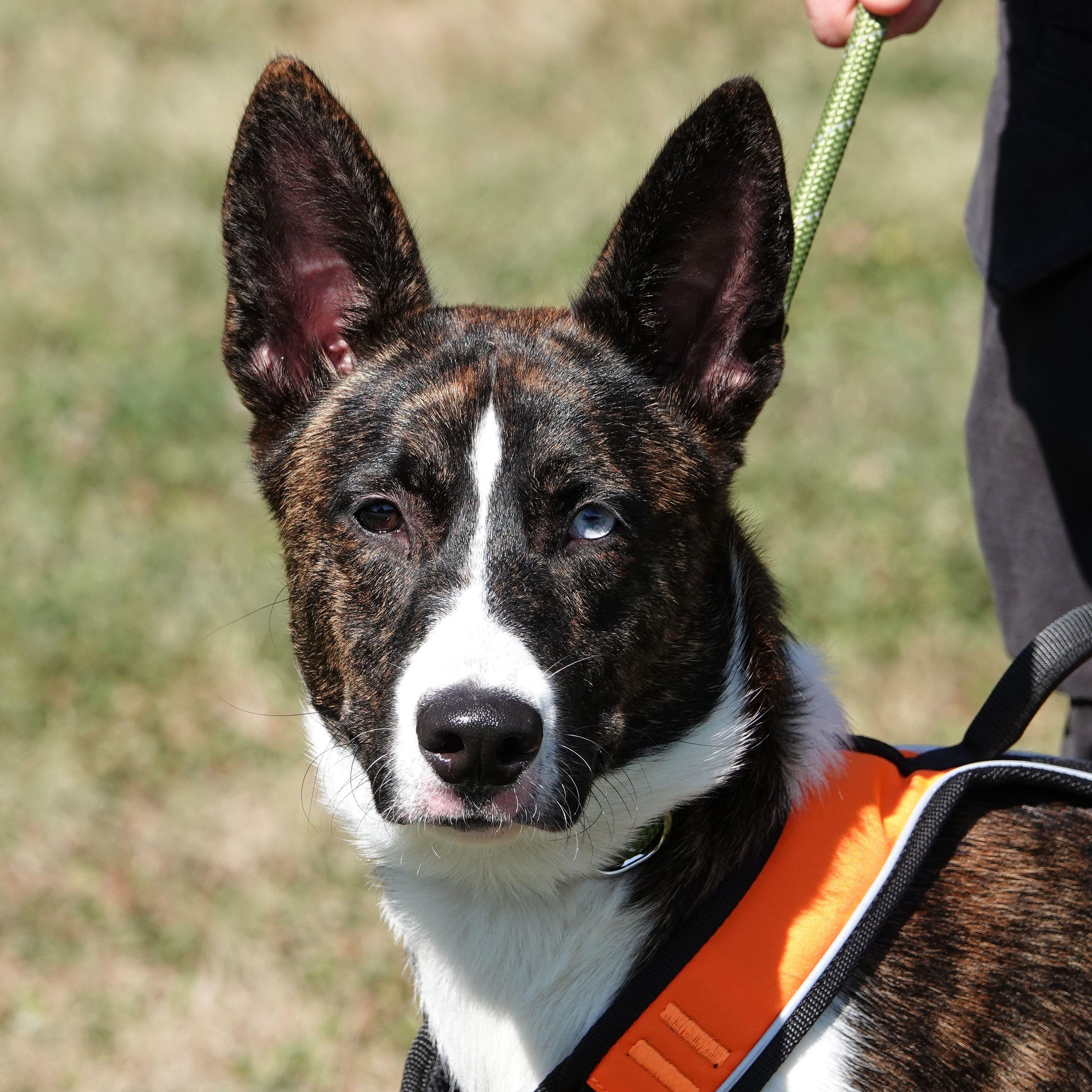 Roscoe - ADOPTED, adopted, Young Male Husky.
