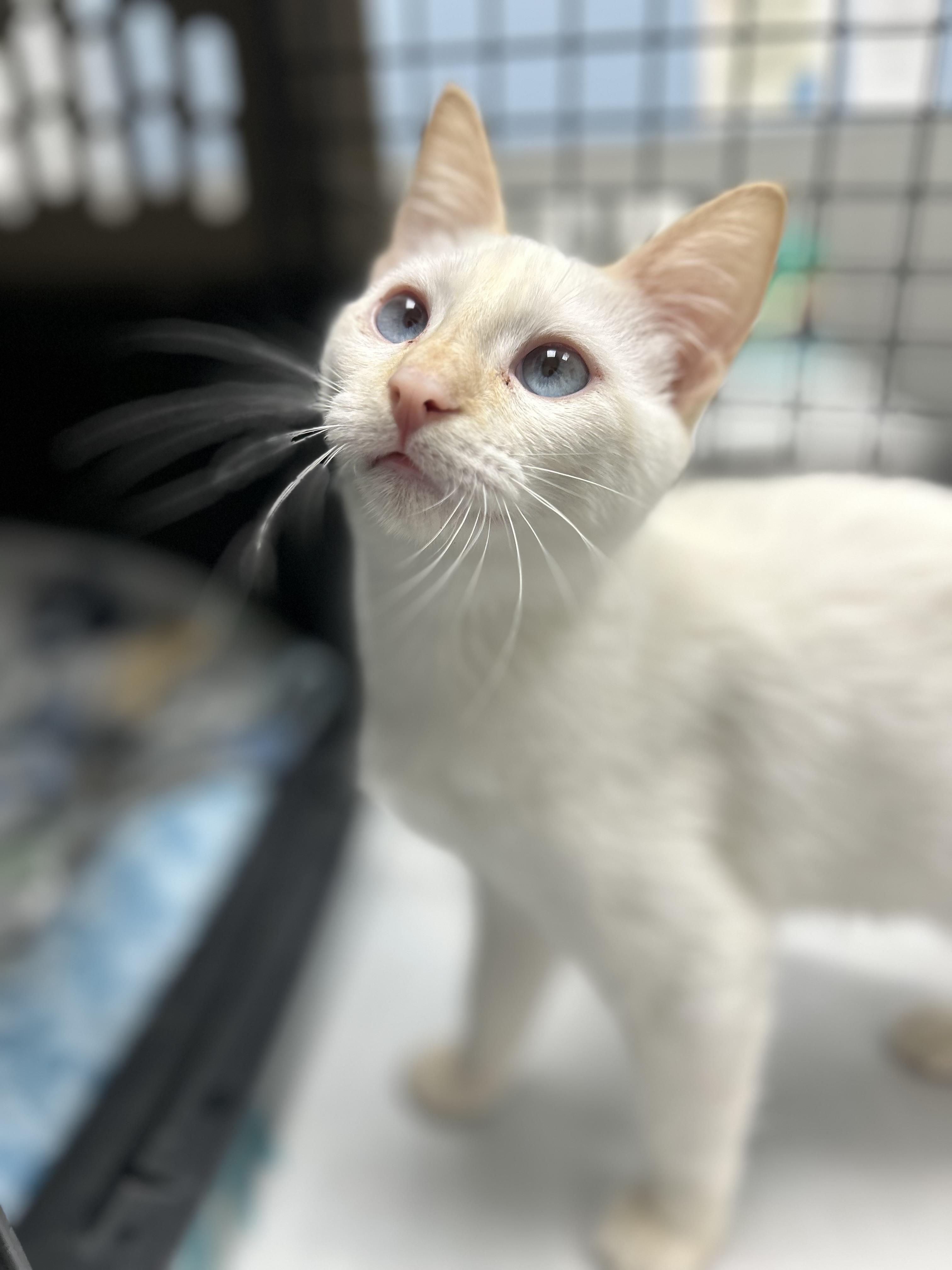 Enlarge Katie Purry, a Adoptable Domestic Short Hair in Billerica, MA image 2/6