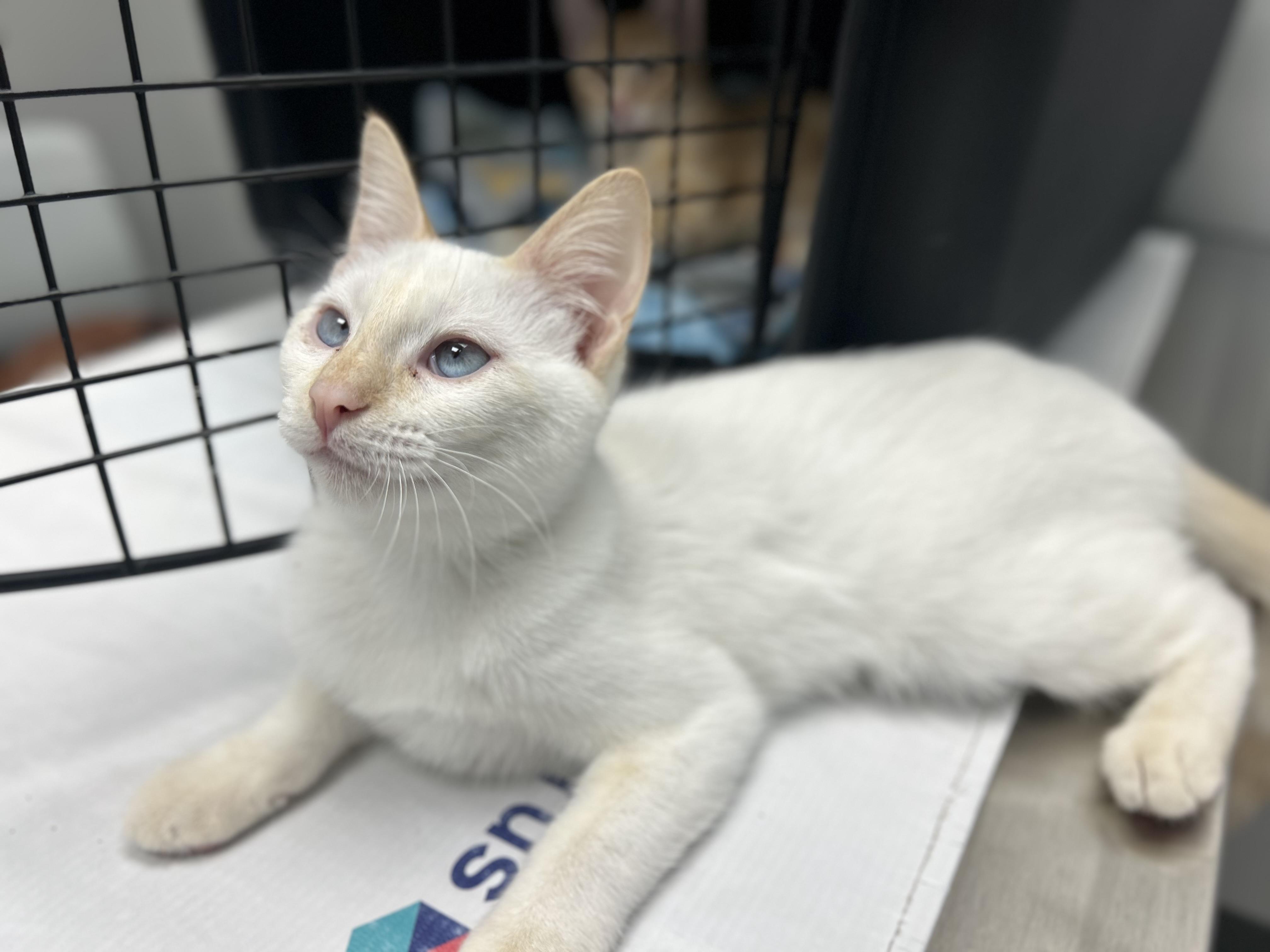 Enlarge Katie Purry, a Adoptable Domestic Short Hair in Billerica, MA image 3/6