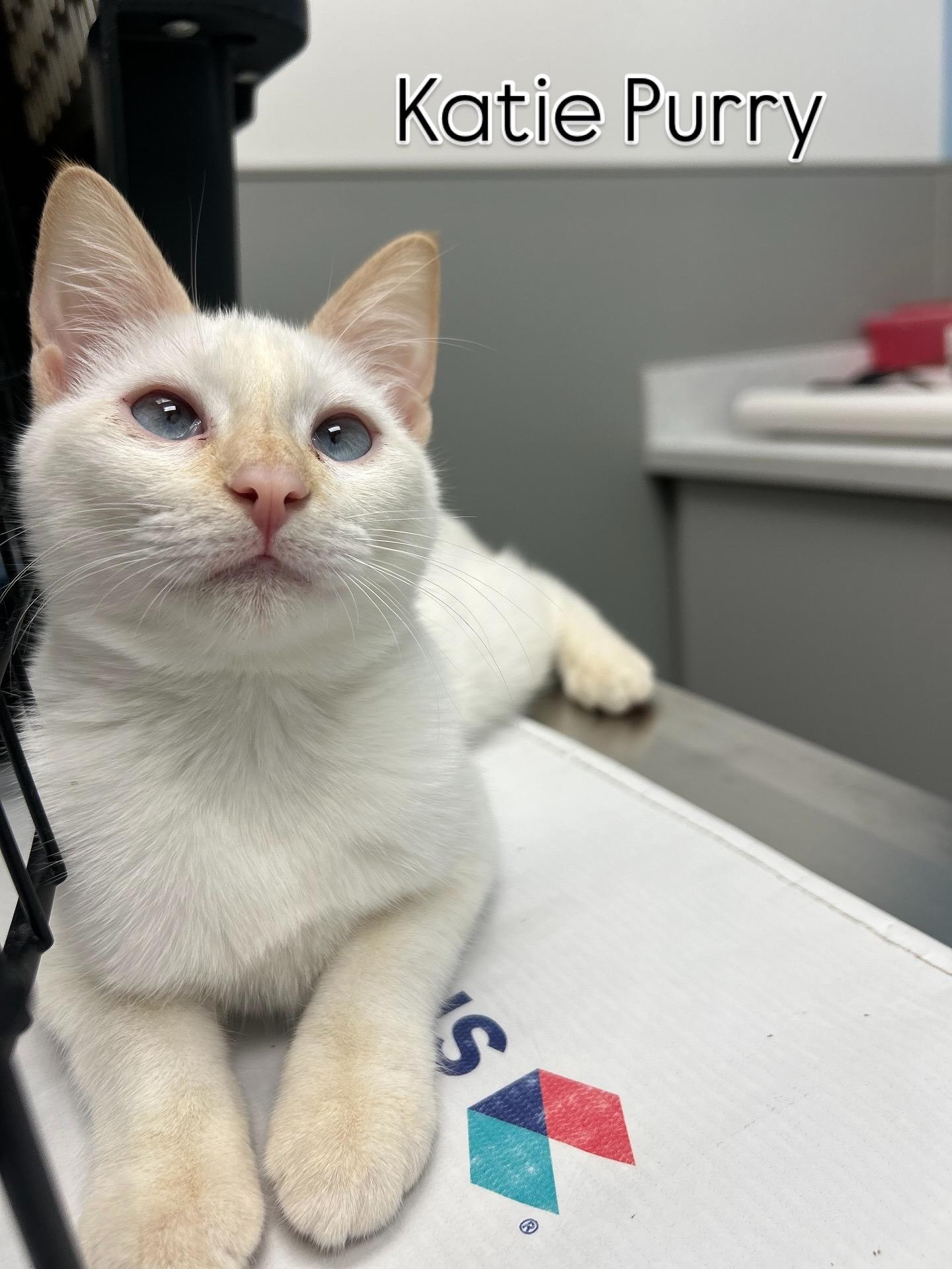 Enlarge Katie Purry, a Adoptable Domestic Short Hair in Billerica, MA image 1/6