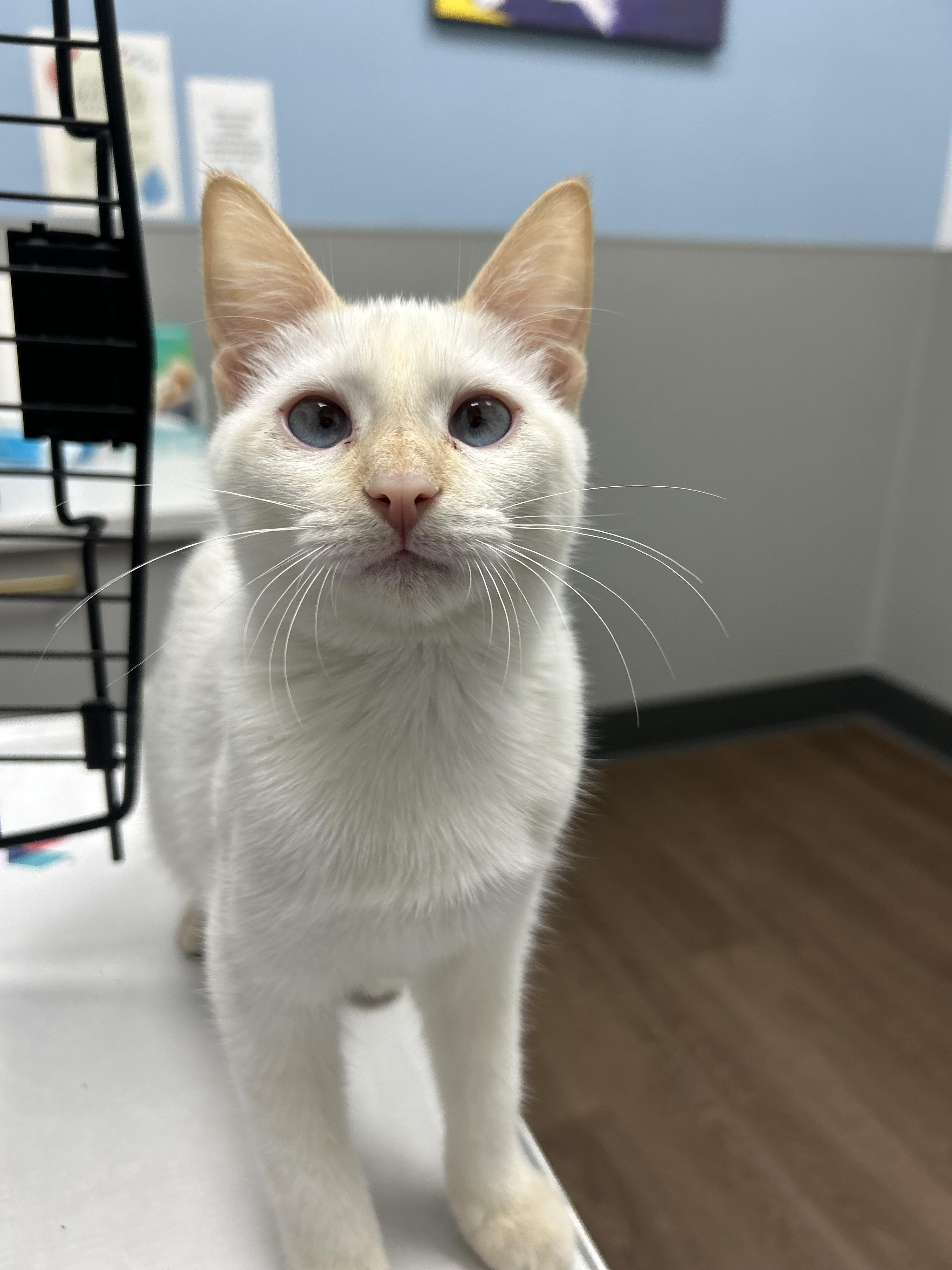 Enlarge Katie Purry, a Adoptable Domestic Short Hair in Billerica, MA image 4/6