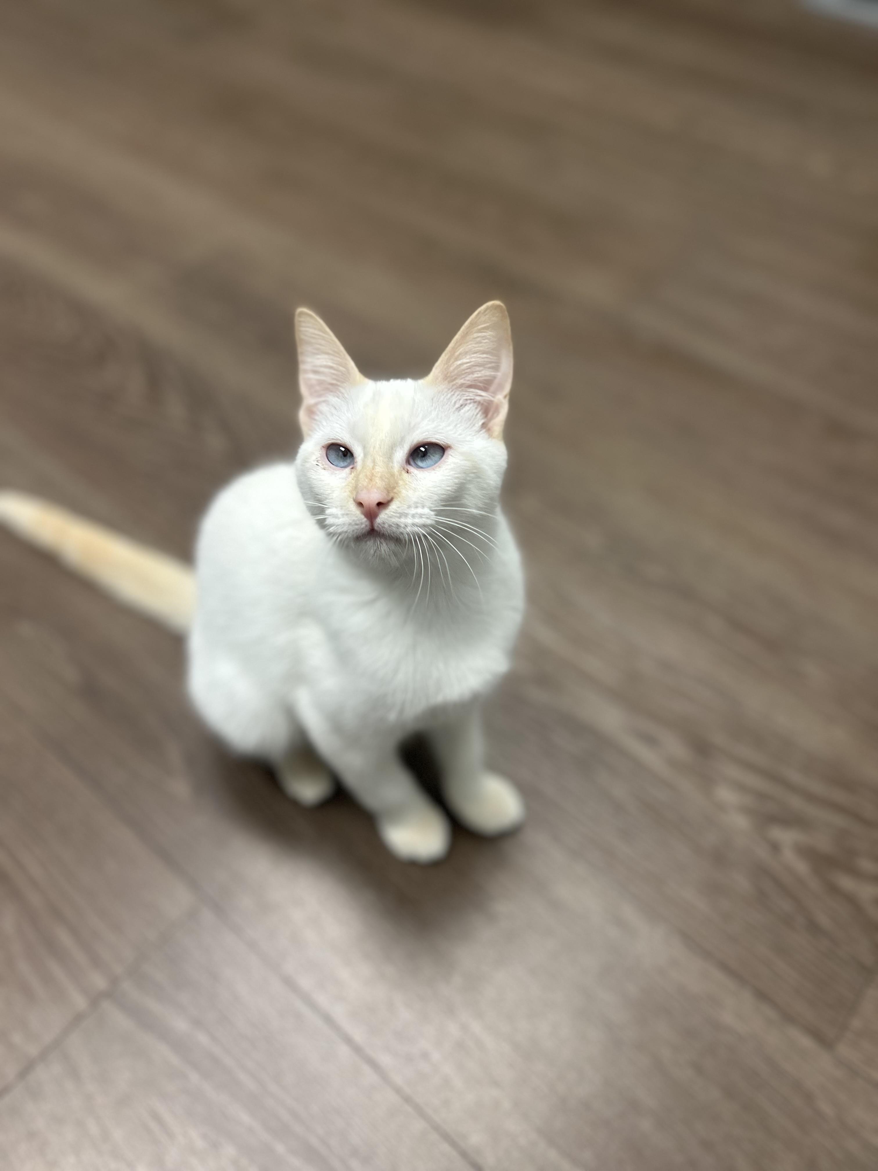 Enlarge Katie Purry, a Adoptable Domestic Short Hair in Billerica, MA image 6/6