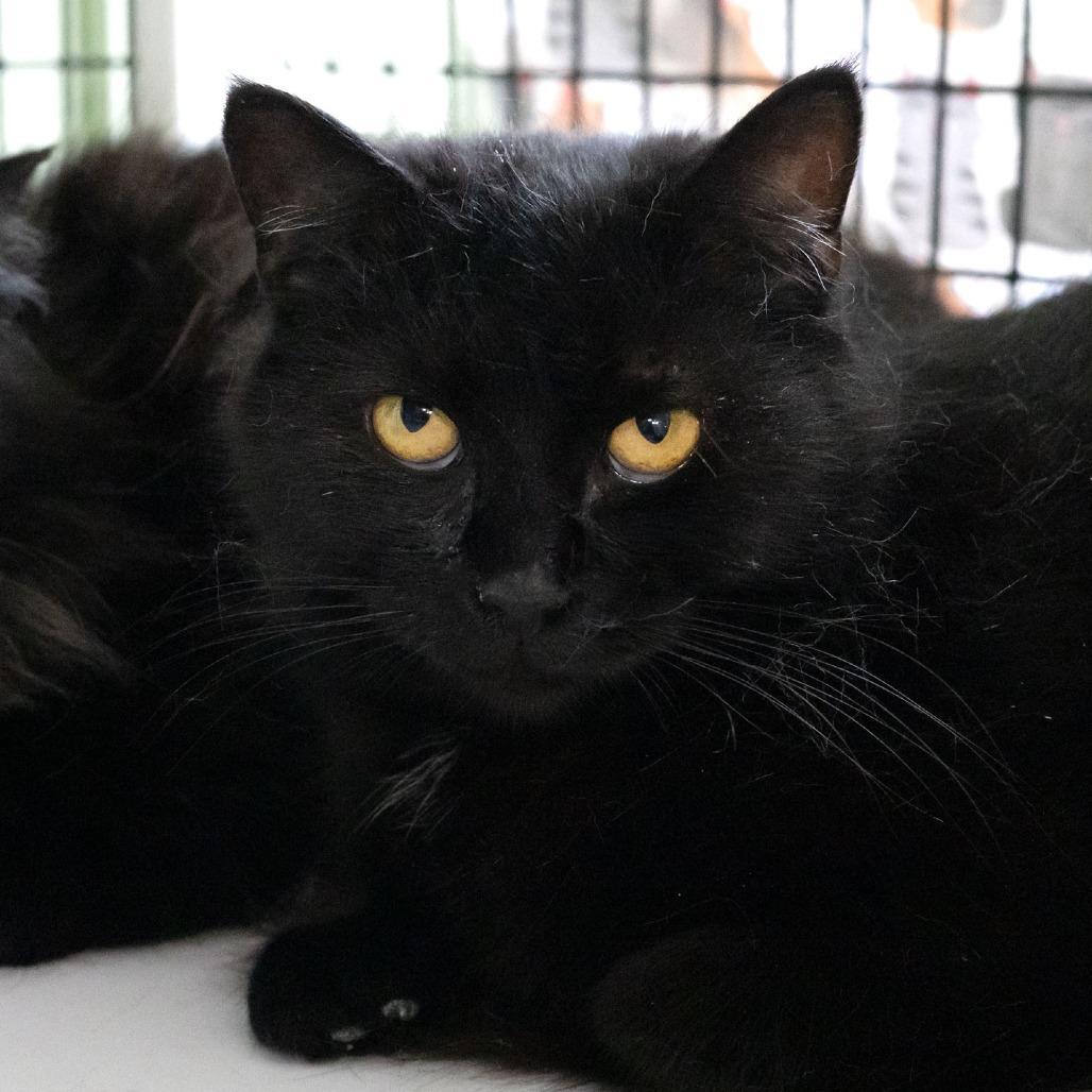 Enlarge Astrid, a Adoptable Domestic Short Hair in McKean, PA image 1/5