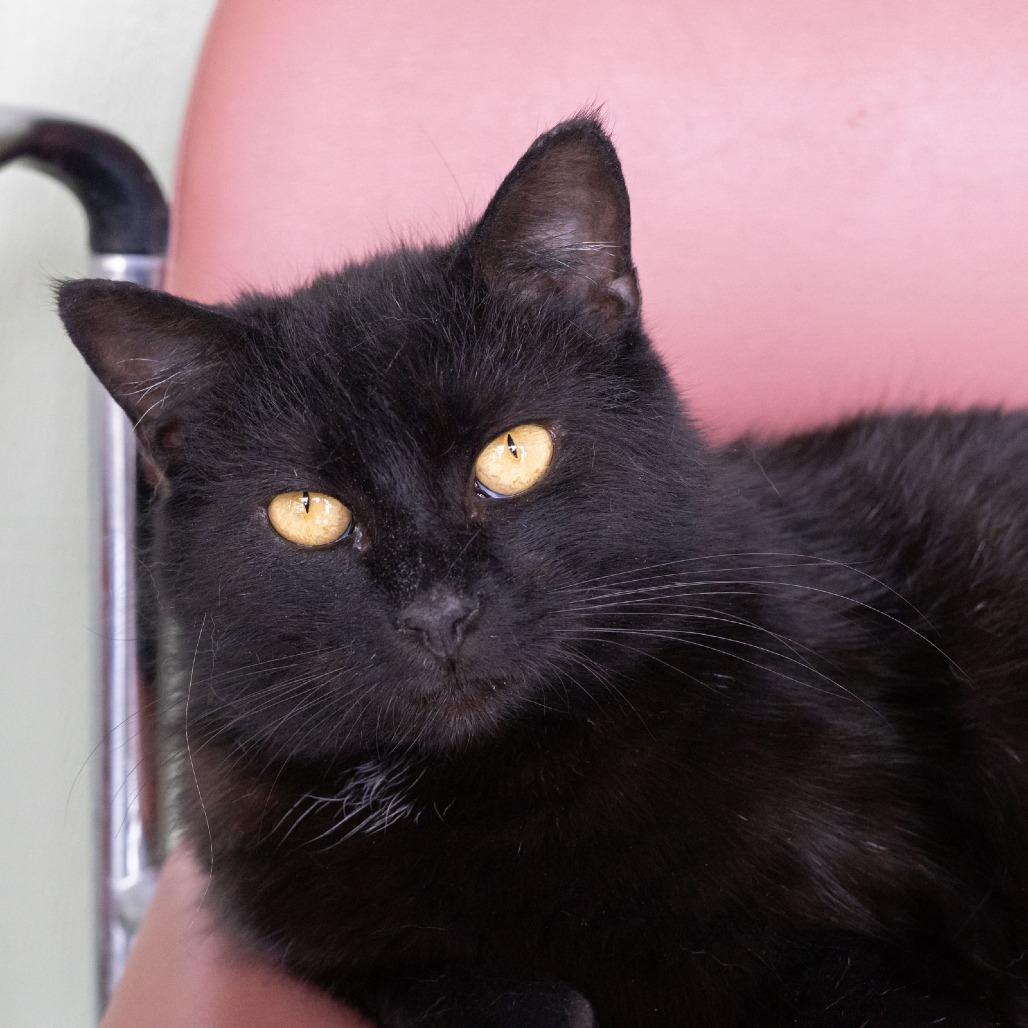 Enlarge Astrid, a Adoptable Domestic Short Hair in McKean, PA image 2/5