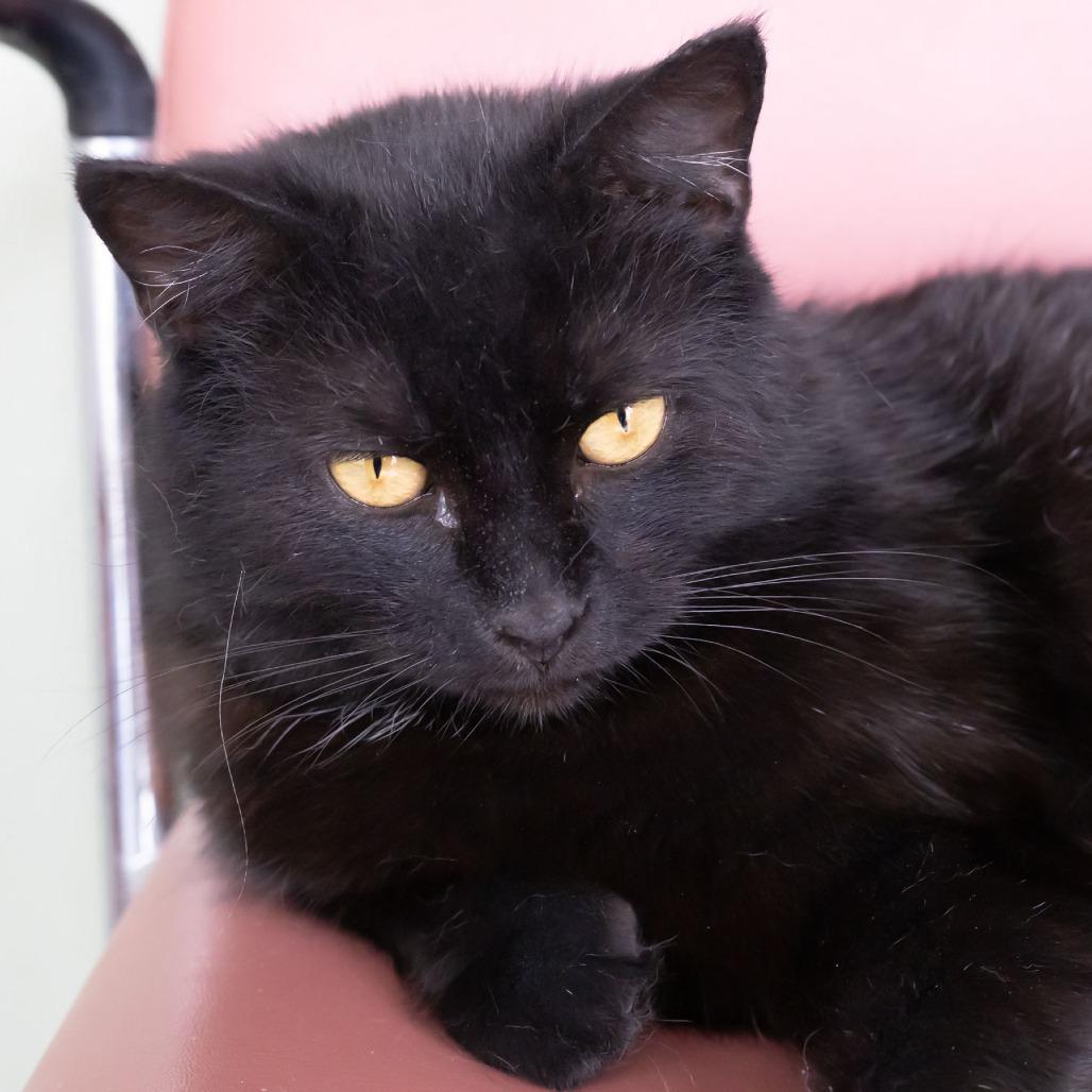Enlarge Astrid, a Adoptable Domestic Short Hair in McKean, PA image 3/5