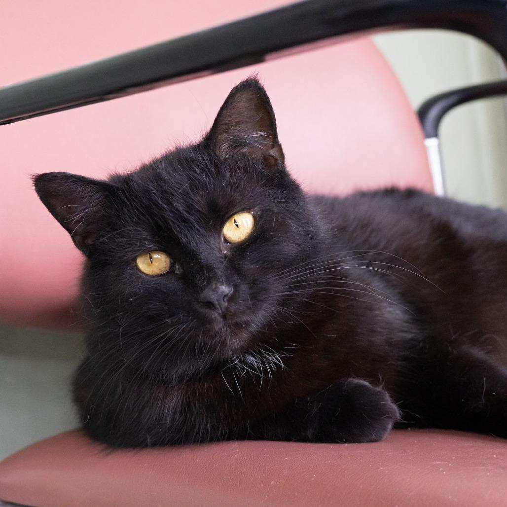 Enlarge Astrid, a Adoptable Domestic Short Hair in McKean, PA image 4/5