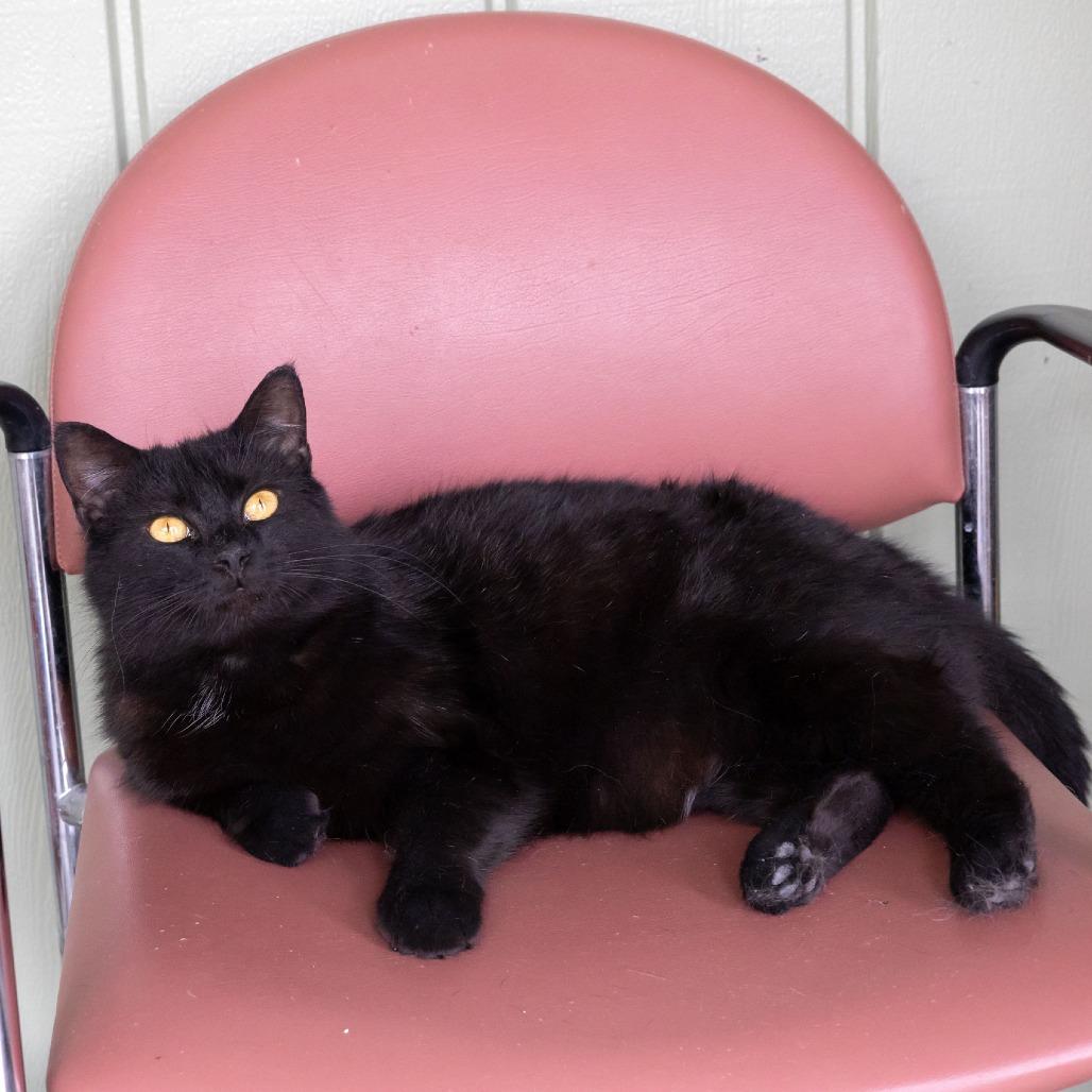 Enlarge Astrid, a Adoptable Domestic Short Hair in McKean, PA image 5/5