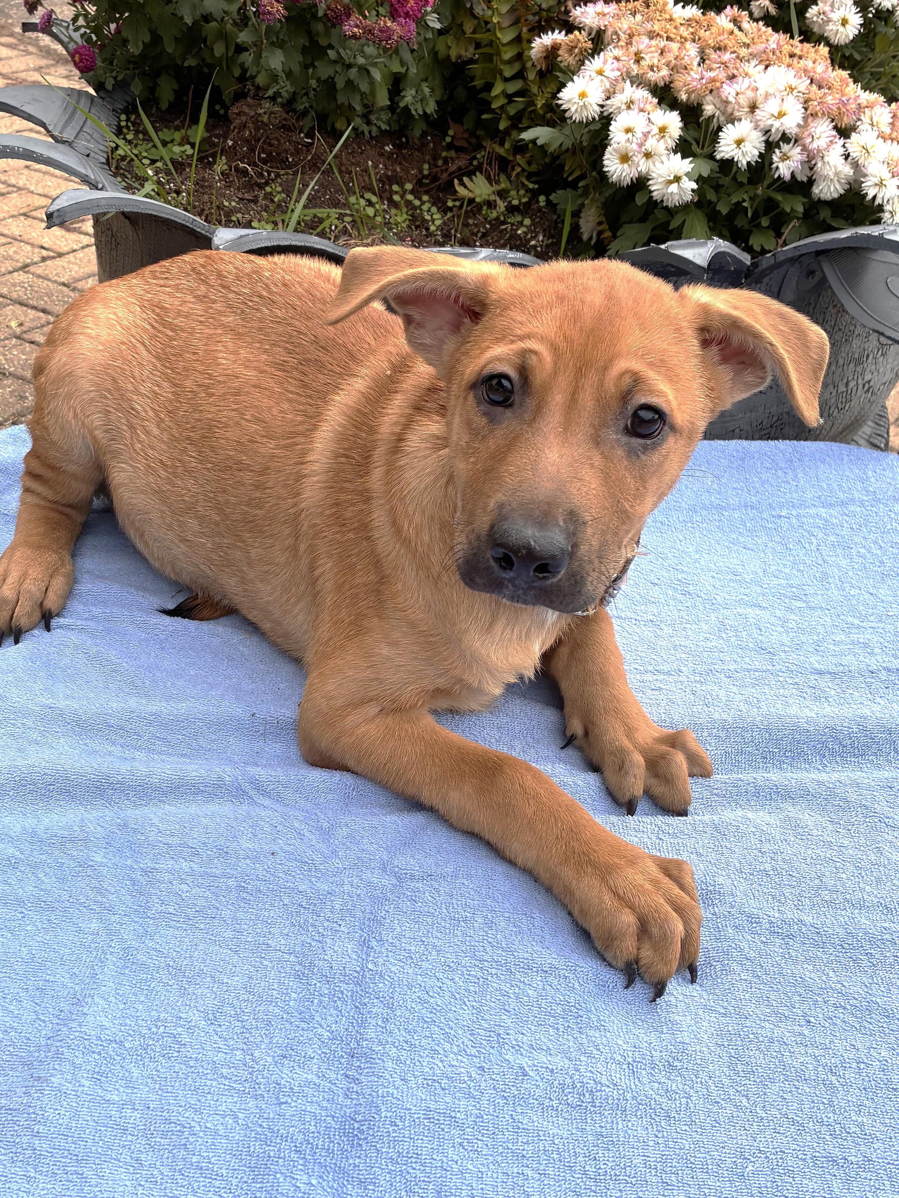 Baird, an adopted mixed breed in West Chicago, IL image 1/3