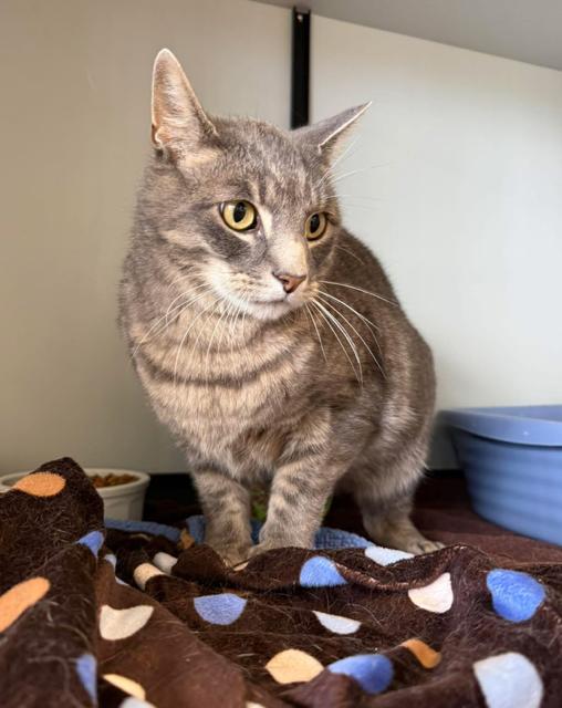 Enlarge Smokey, a ADOPTABLE Domestic Short Hair in Mauston, WI image 1/1