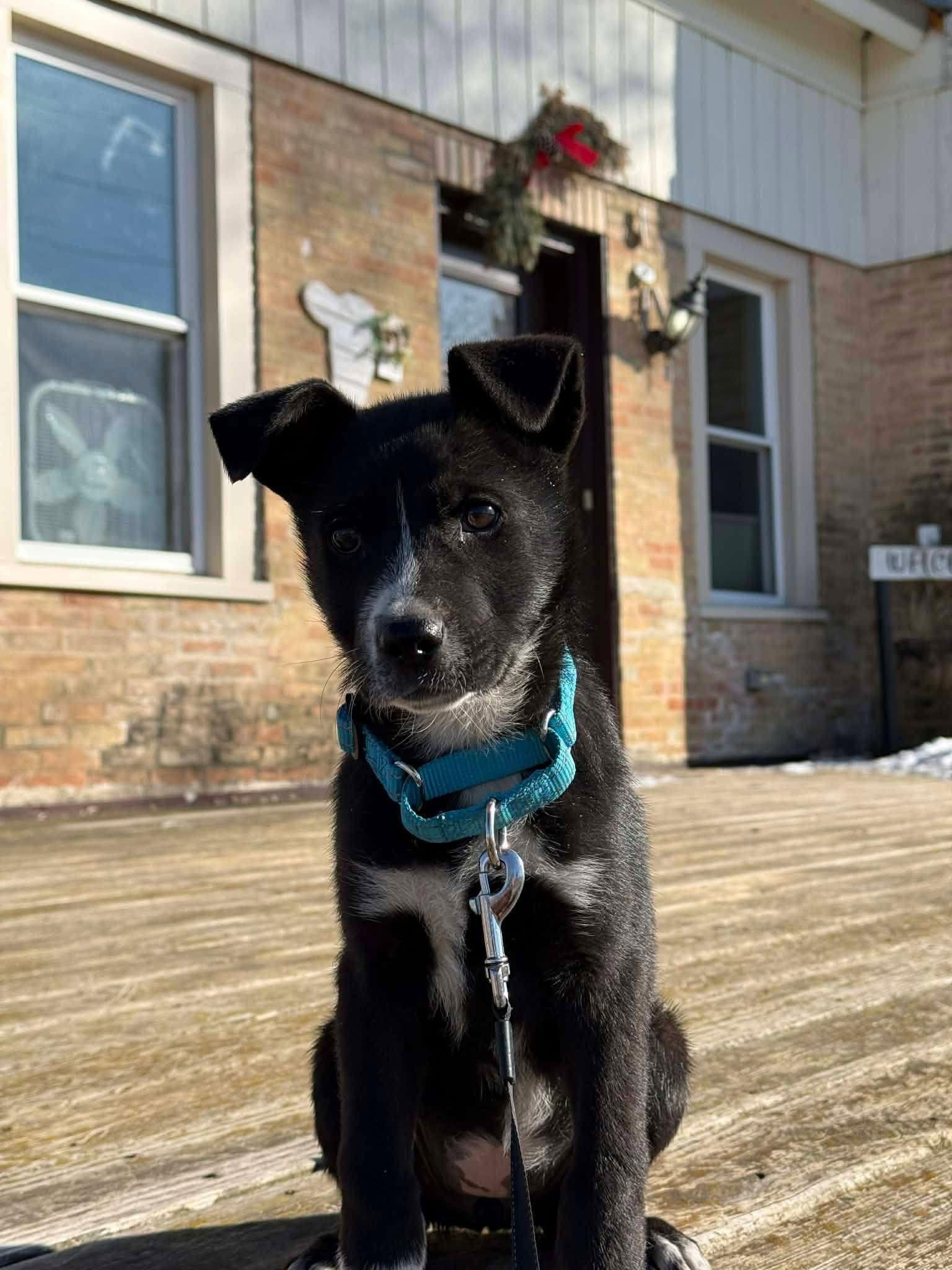 Enlarge Darla, a Adopted Border Collie in New London, WI image 2/2