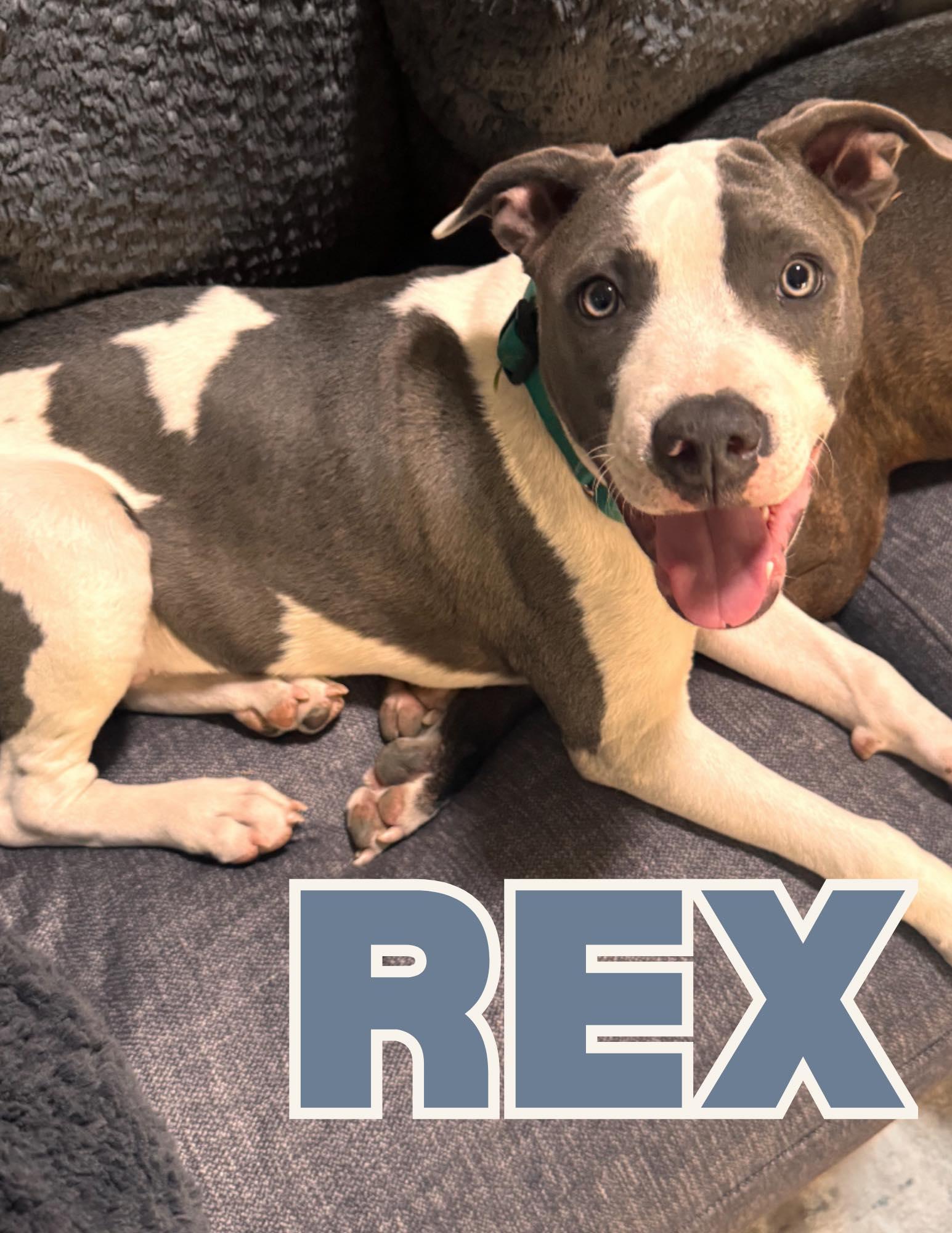 Enlarge Rex, a ADOPTABLE Pit Bull Terrier in Shalimar, FL image 1/1