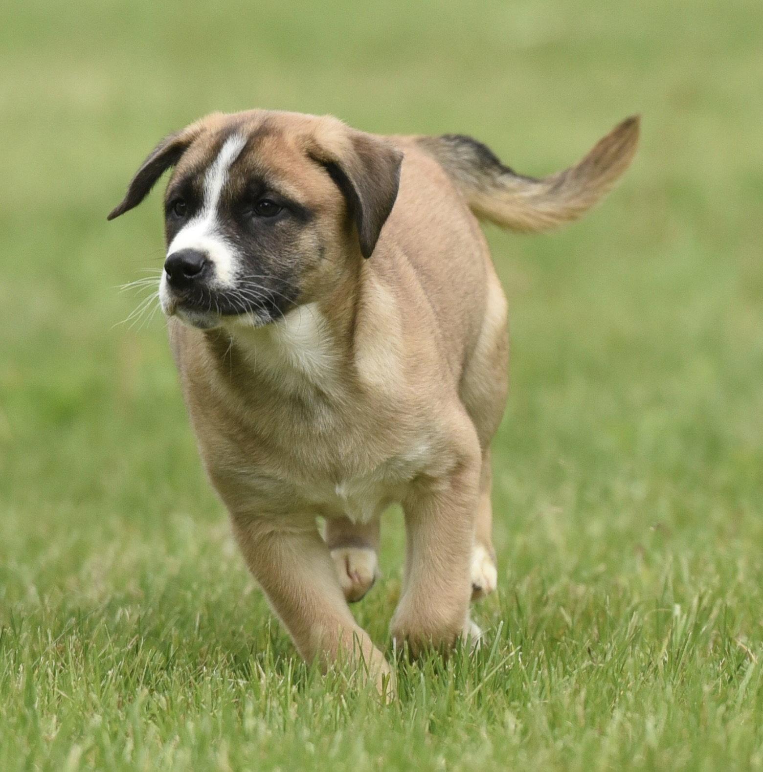 Angus, Adoptable, Puppy Male Australian Shepherd & Shepherd.