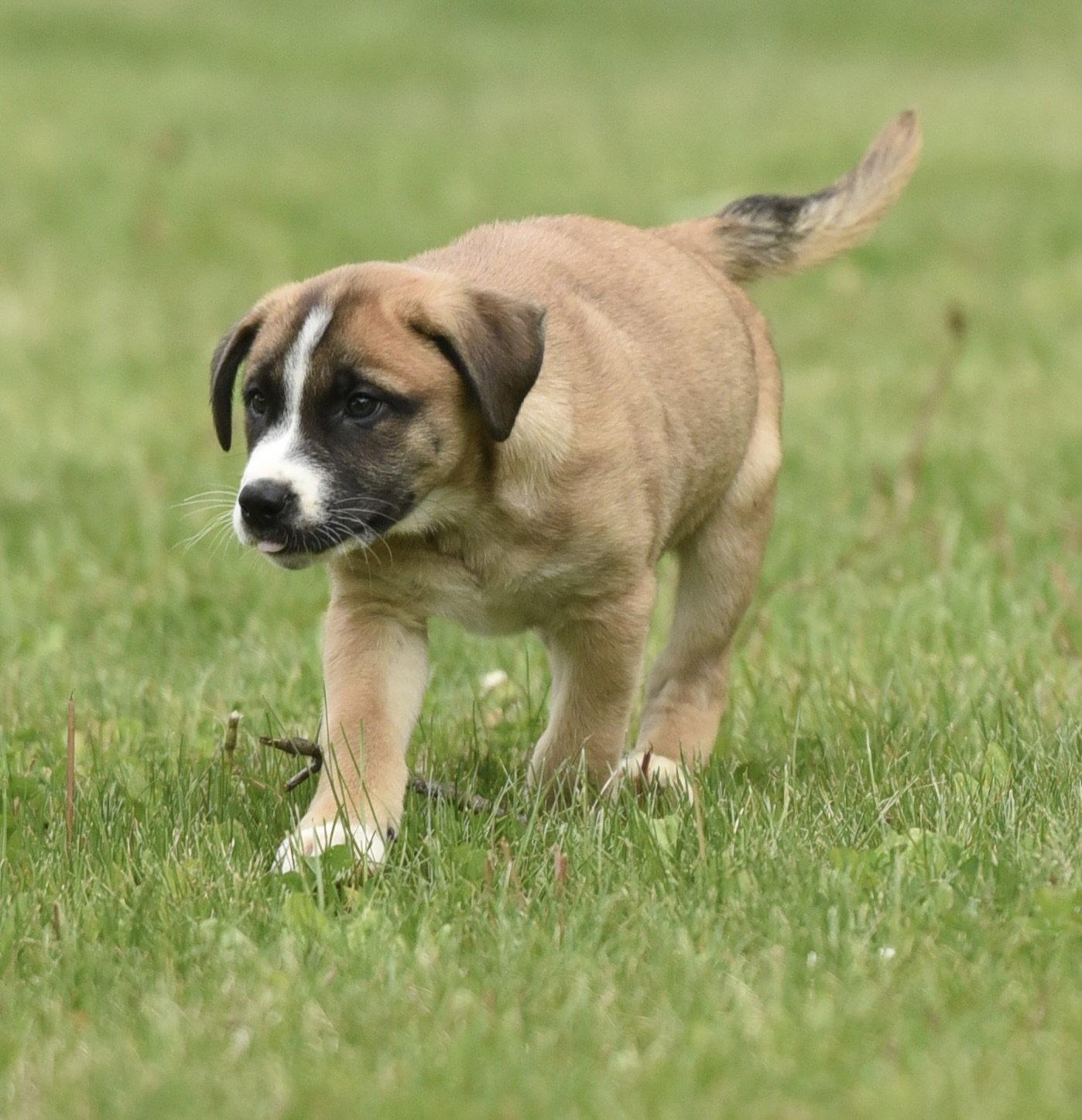 Angus, a Adoptable mixed breed in Mechanicsburg, PA image 2/3