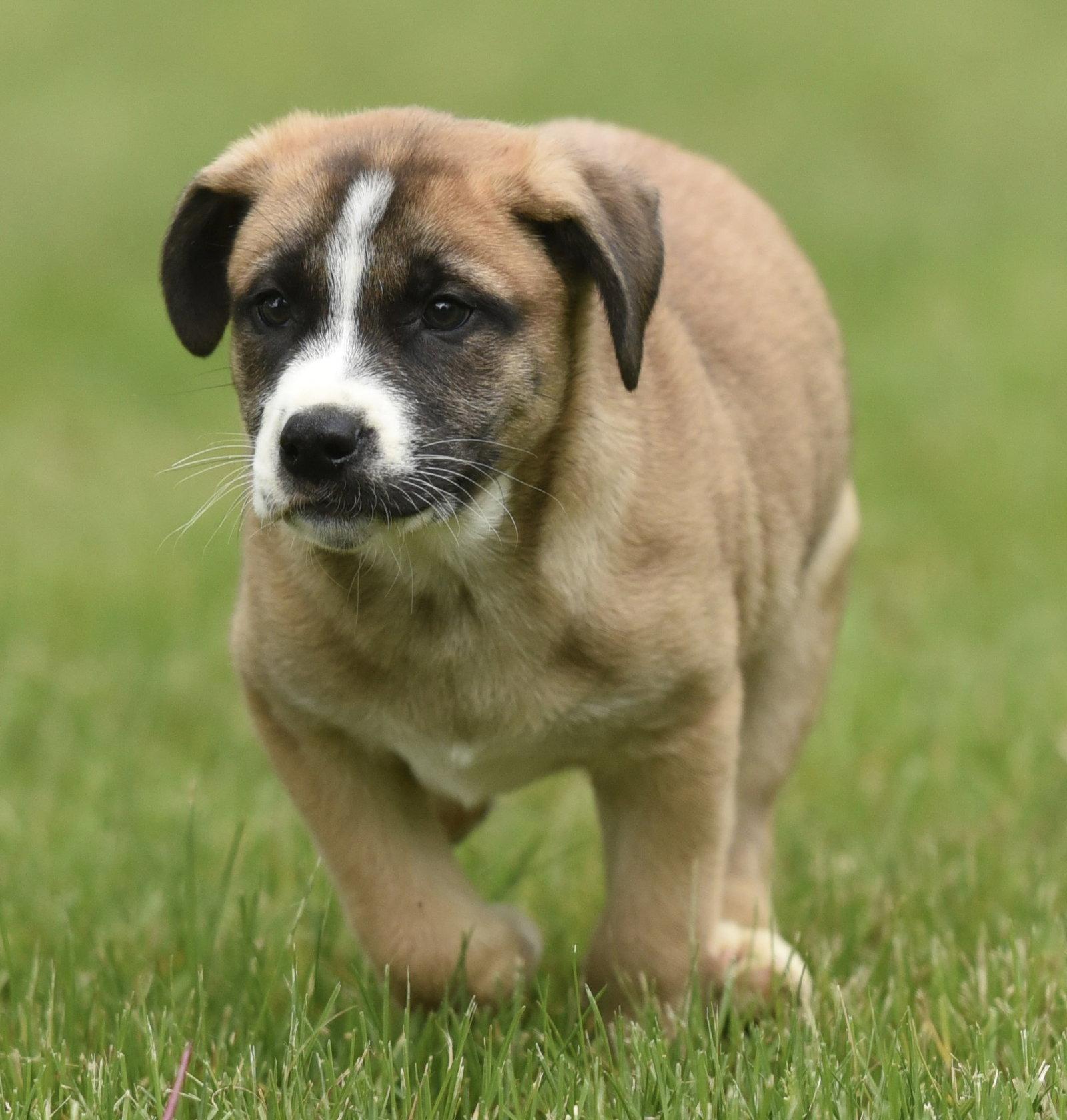 Angus, a Adoptable mixed breed in Mechanicsburg, PA image 3/3