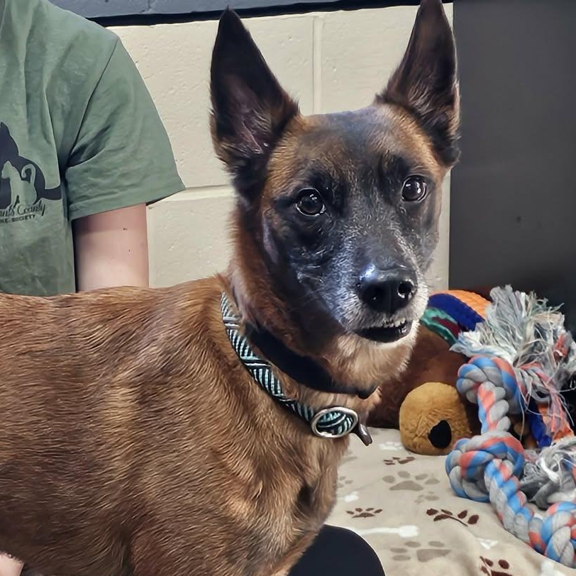 Enlarge Nala, a Adopted Belgian Shepherd / Malinois in Saint Marys, WV image 5/6
