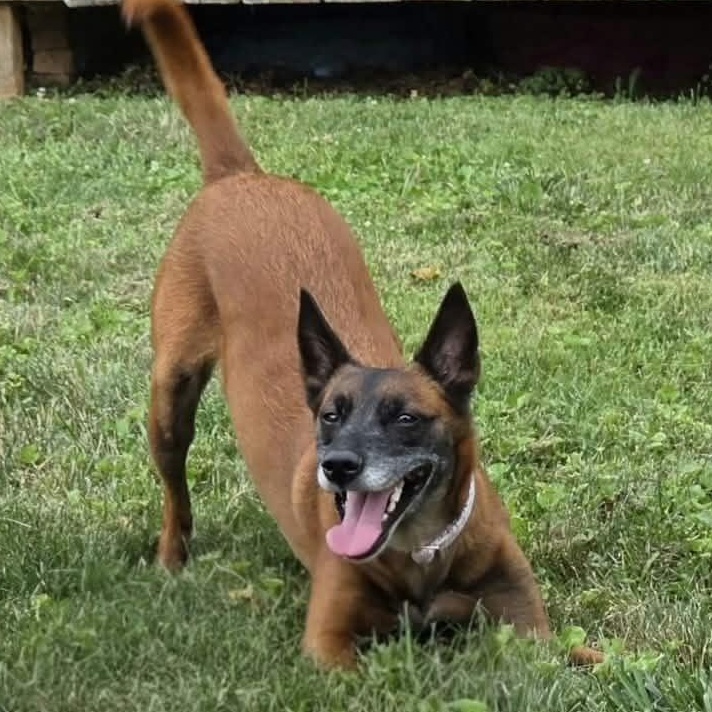 Enlarge Nala, a Adopted Belgian Shepherd / Malinois in Saint Marys, WV image 3/6