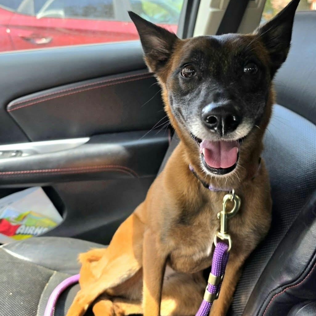 Enlarge Nala, a Adopted Belgian Shepherd / Malinois in Saint Marys, WV image 1/6
