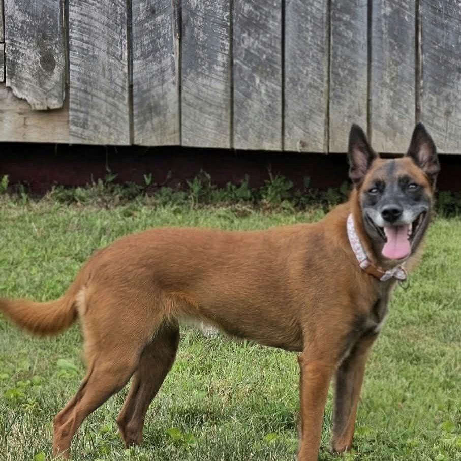 Enlarge Nala, a Adopted Belgian Shepherd / Malinois in Saint Marys, WV image 4/6