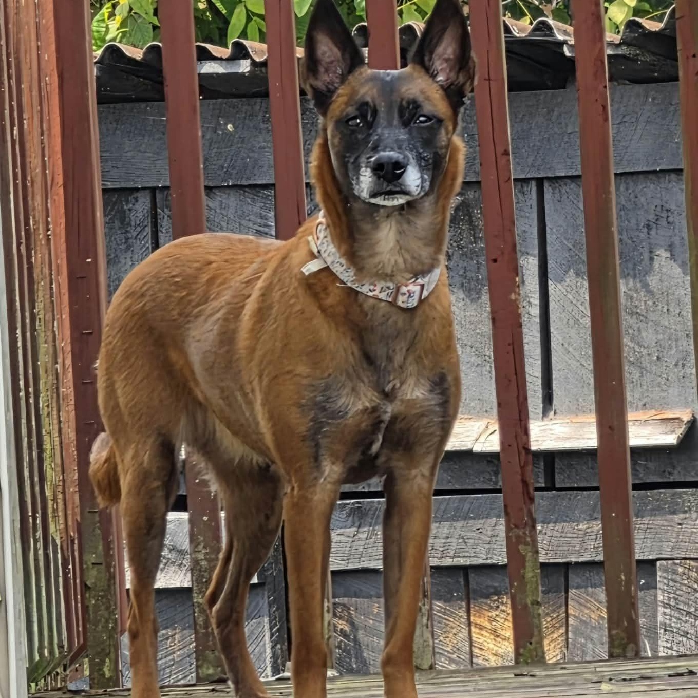 Enlarge Nala, a Adopted Belgian Shepherd / Malinois in Saint Marys, WV image 2/6