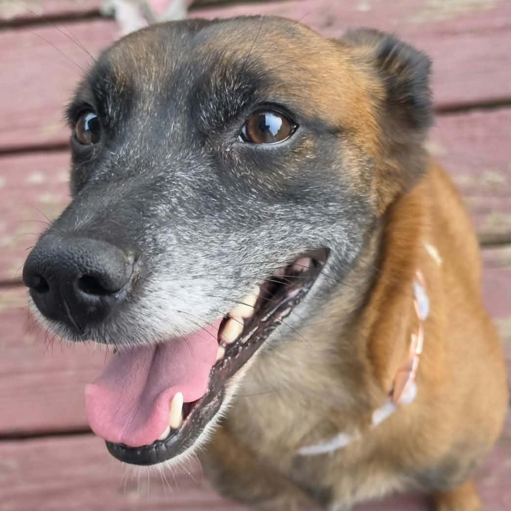 Enlarge Nala, a Adopted Belgian Shepherd / Malinois in Saint Marys, WV image 6/6