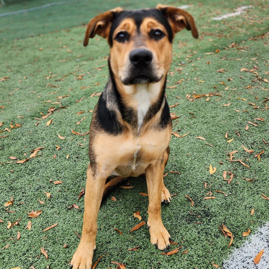 Macy - Urgent Foster needed, a ADOPTABLE mixed breed in O Fallon, IL image 2/2