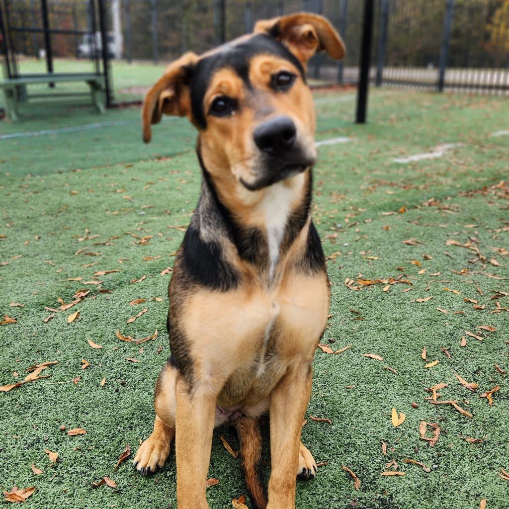 Macy, Adoptable, Young Female Hound.