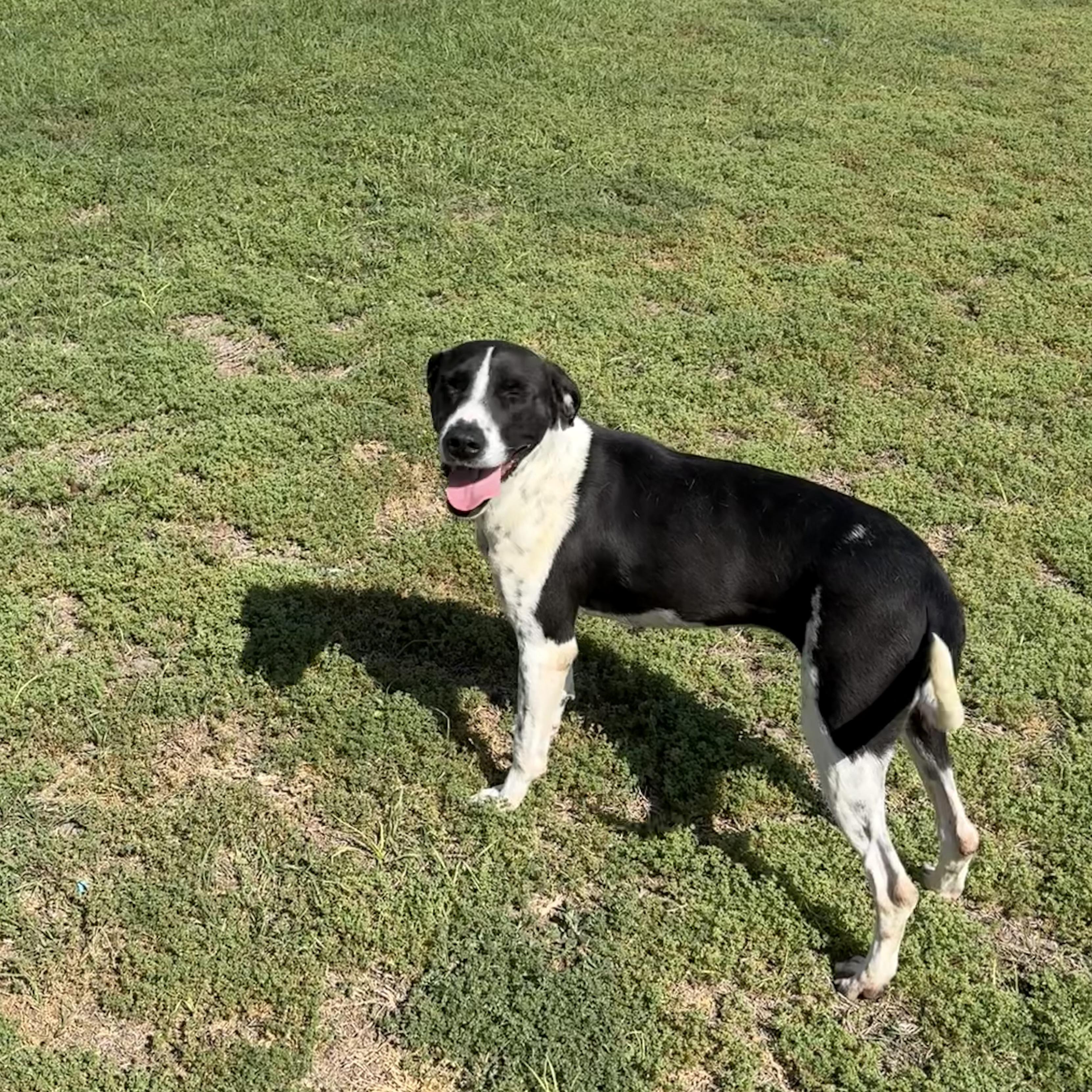 Enlarge Tokyo, a ADOPTABLE mixed breed in Valdosta, GA image 4/5