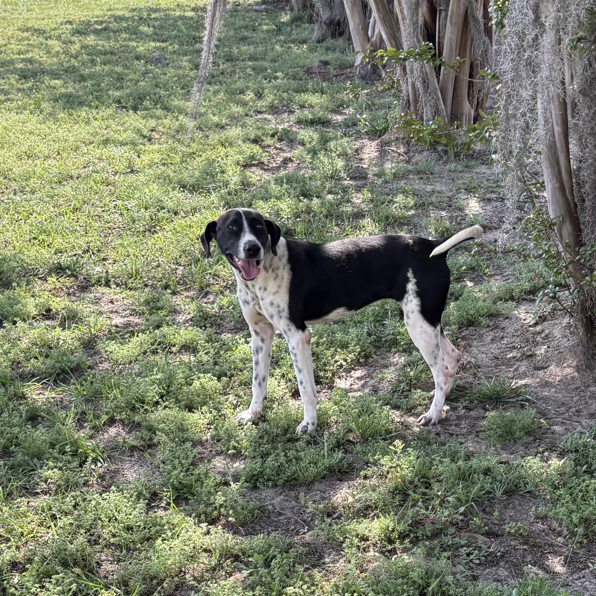 Enlarge Tokyo, a ADOPTABLE mixed breed in Valdosta, GA image 1/5