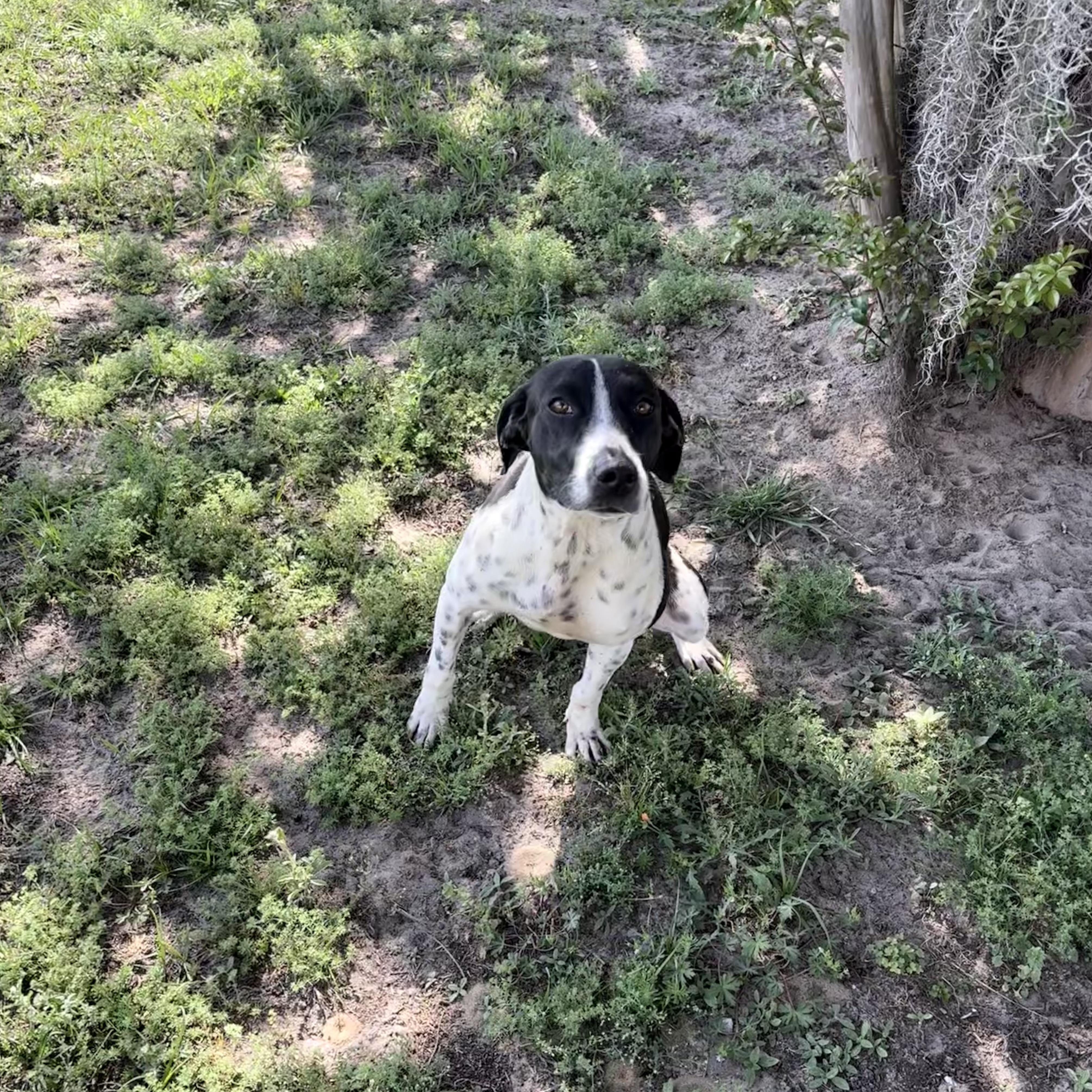 Enlarge Tokyo, a ADOPTABLE mixed breed in Valdosta, GA image 5/5
