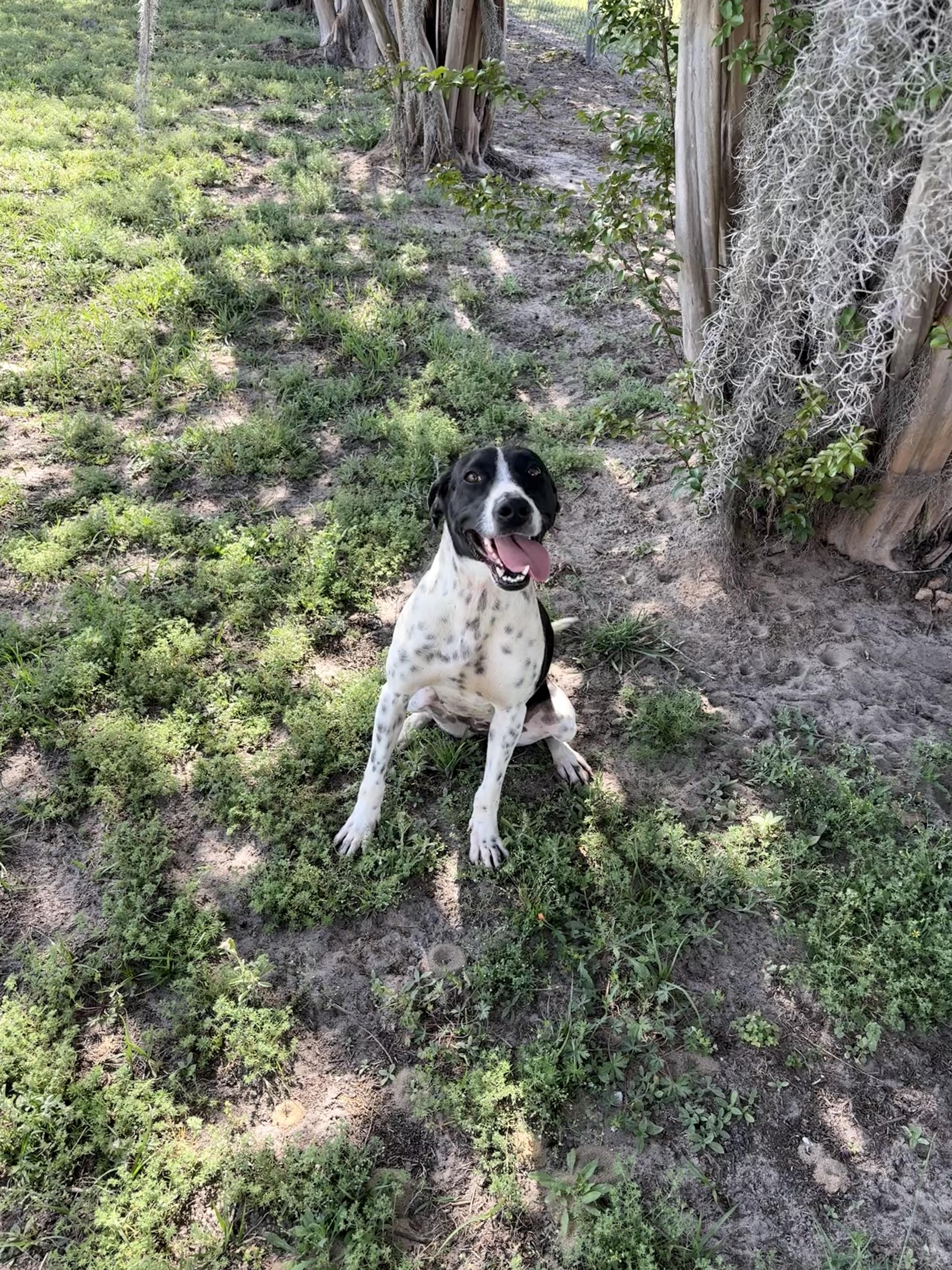Enlarge Tokyo, a ADOPTABLE mixed breed in Valdosta, GA image 3/5