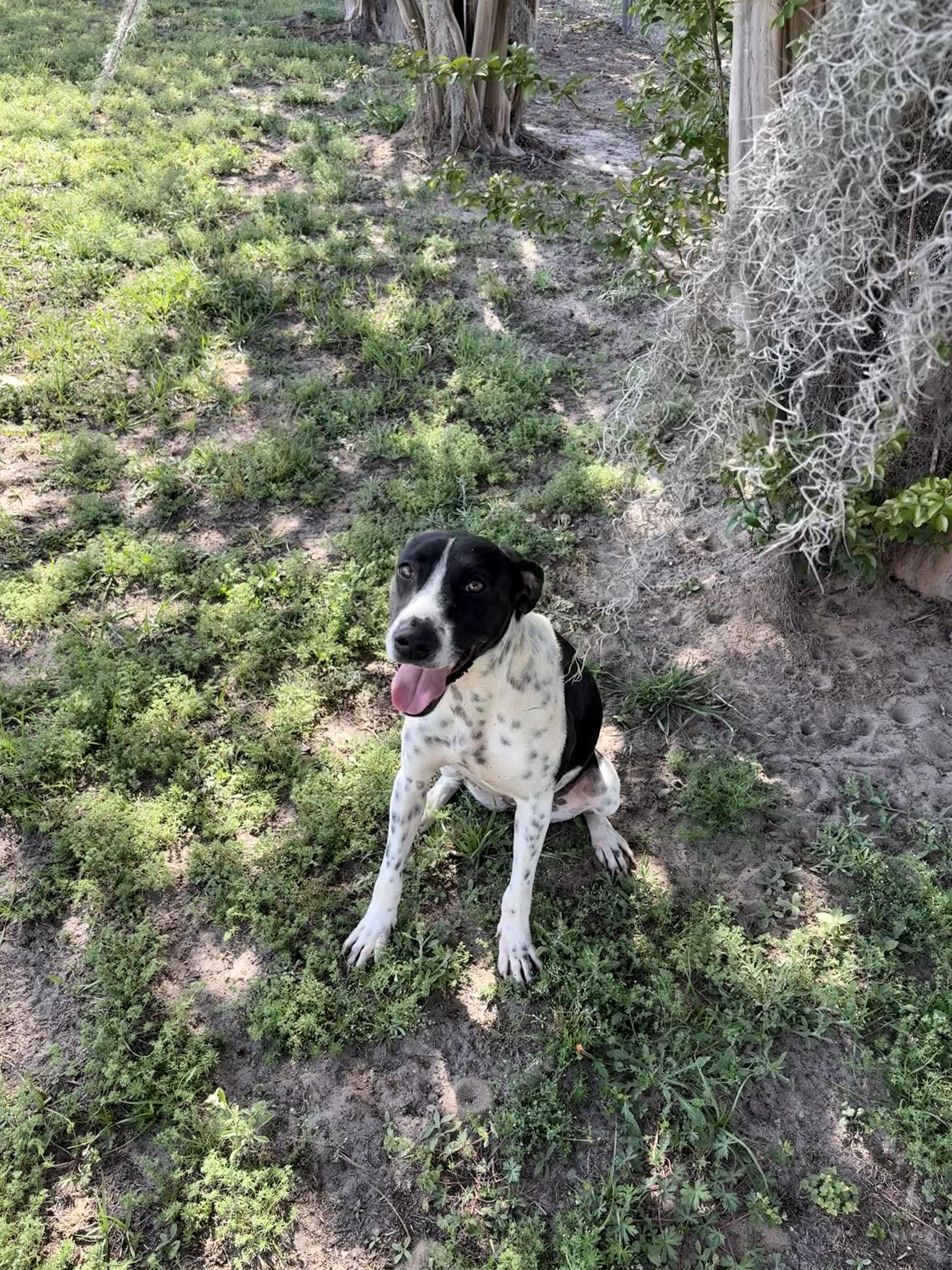 Enlarge Tokyo, a ADOPTABLE mixed breed in Valdosta, GA image 2/5