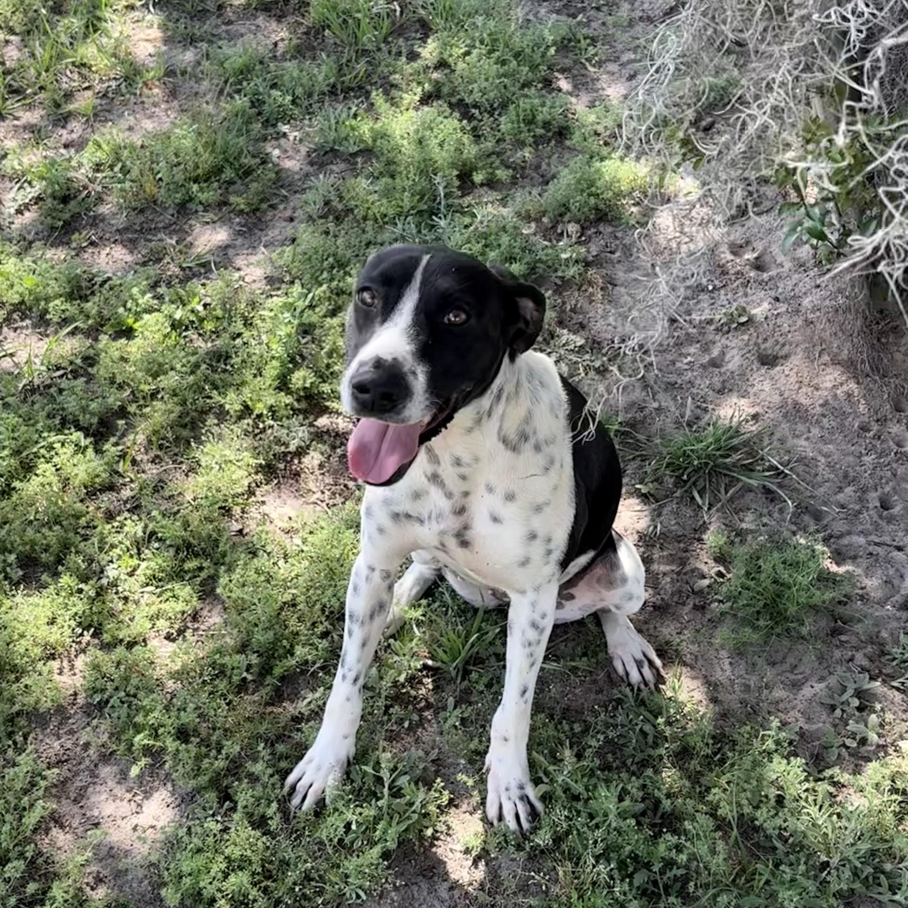 Tokyo, a ADOPTABLE mixed breed in Valdosta, GA image 2/4