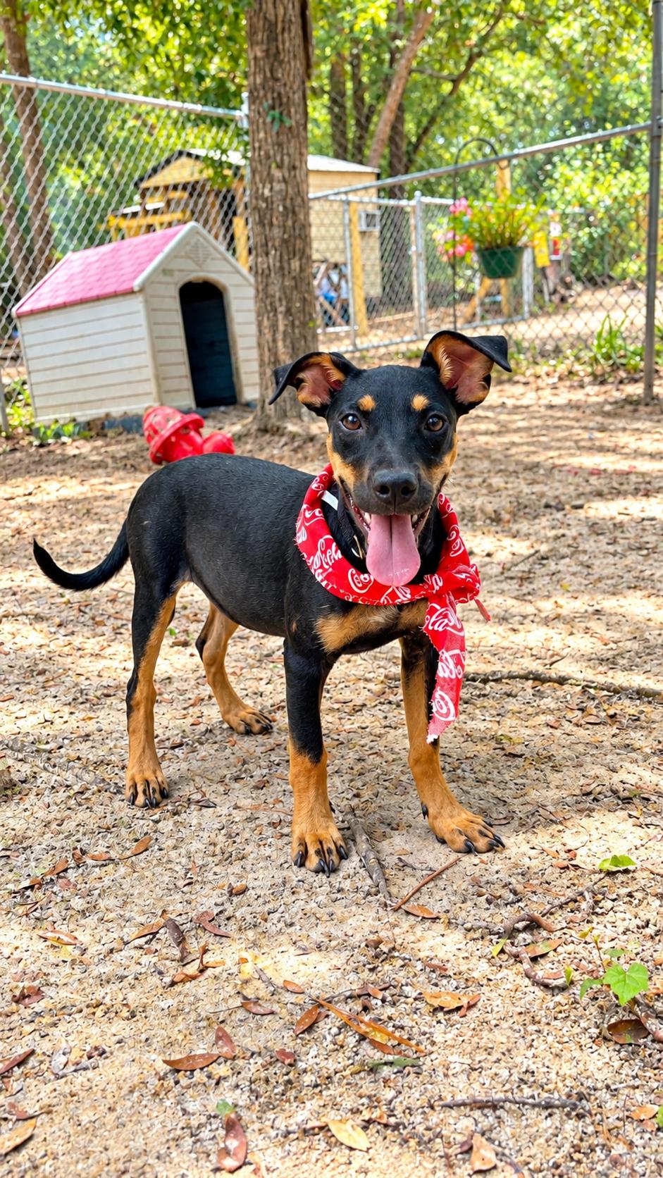 Enlarge Simone, a Adoptable mixed breed in Jacksonville, FL image 2/6