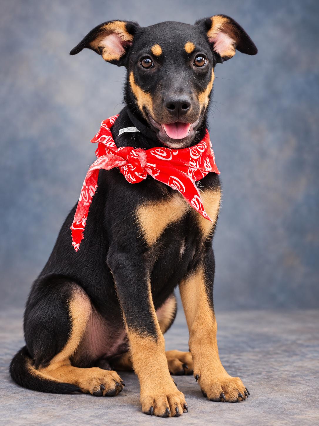 Enlarge Simone, a Adoptable mixed breed in Jacksonville, FL image 5/6