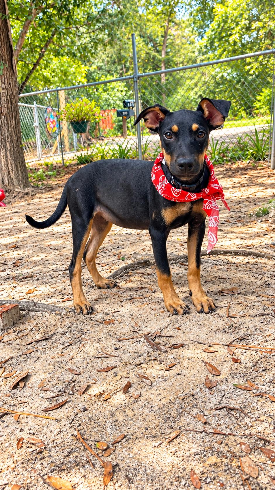 Enlarge Simone, a Adoptable mixed breed in Jacksonville, FL image 1/6