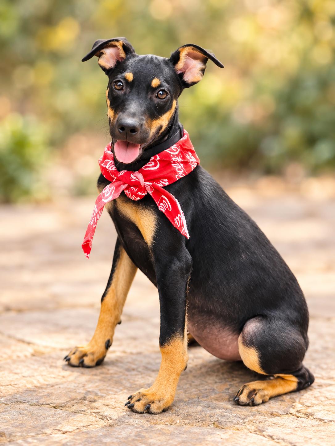 Enlarge Simone, a Adoptable mixed breed in Jacksonville, FL image 3/6