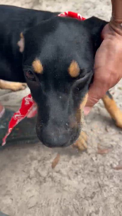 Enlarge Simone, a Adoptable mixed breed in Jacksonville, FL video 4/6