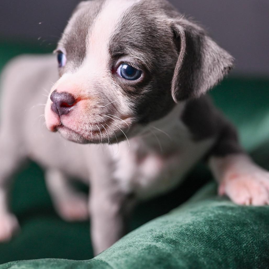Austin, Adoptable, Puppy Female Pit Bull Terrier & Boston Terrier.