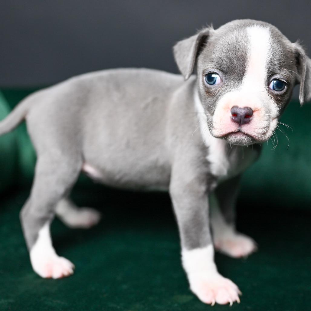 Enlarge Austin, a Adoptable Pit Bull Terrier in Austell, GA image 2/6
