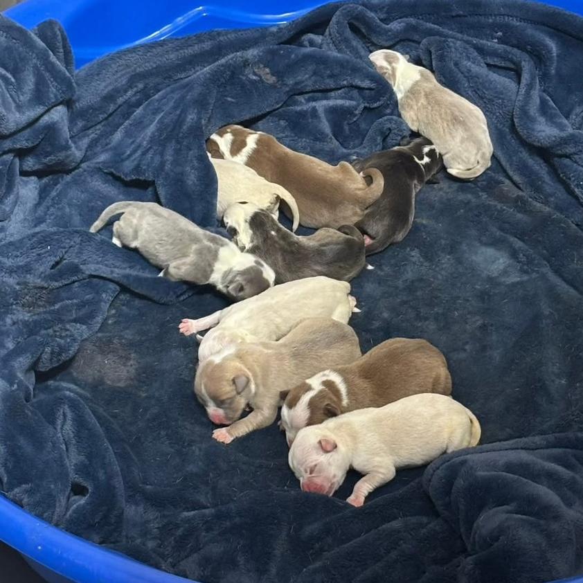 Austin, Adoptable, Puppy Female Pit Bull Terrier & Boston Terrier.