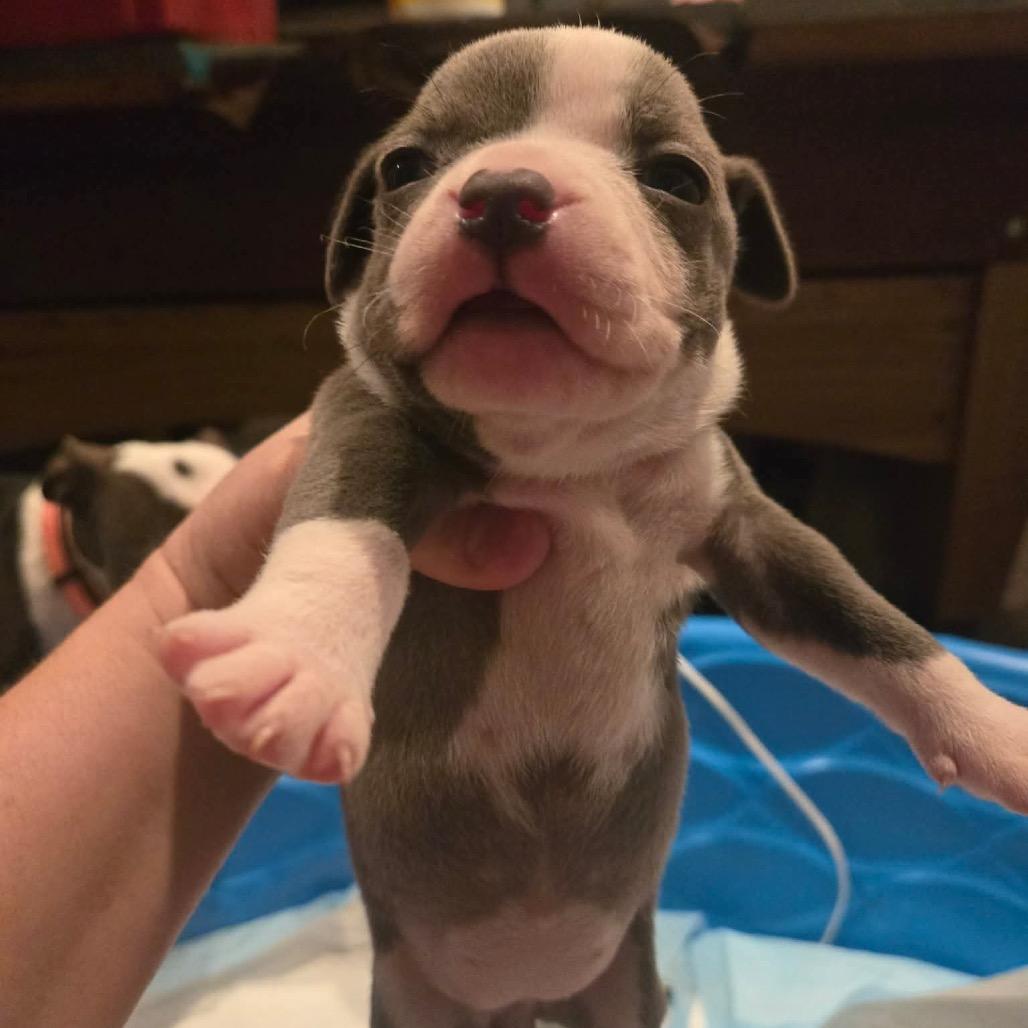 Enlarge Austin, a Adoptable Pit Bull Terrier in Austell, GA image 4/6