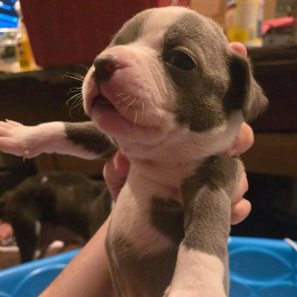 Enlarge Austin, a Adoptable Pit Bull Terrier in Austell, GA image 5/6