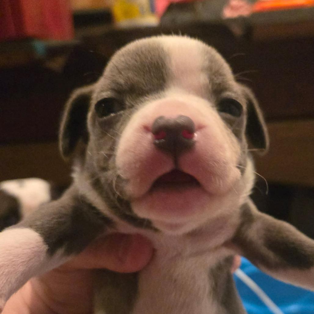 Enlarge Austin, a Adoptable Pit Bull Terrier in Austell, GA image 6/6