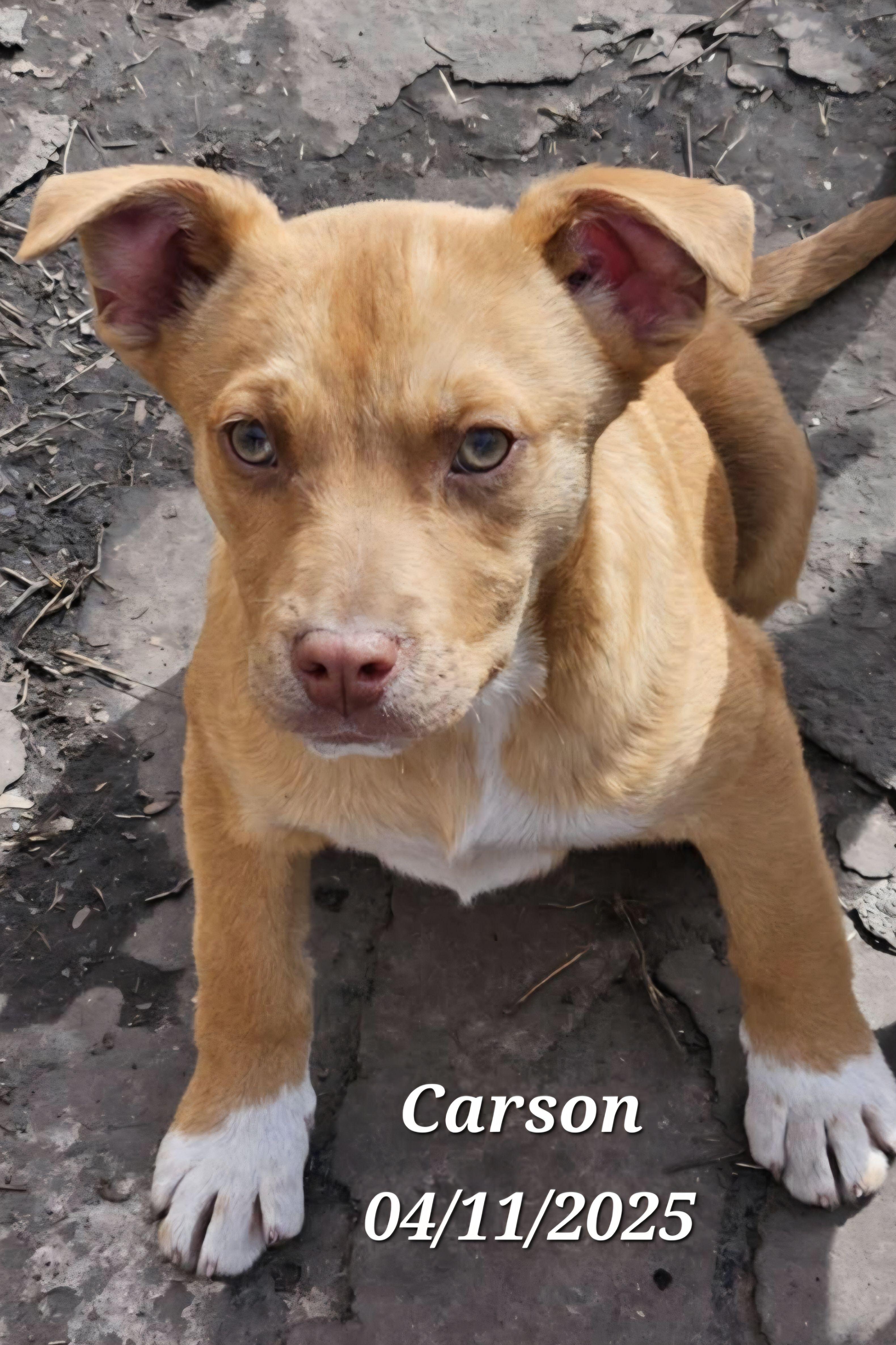 Carson photo 5